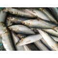 Bqf Fresh Frozen Sardine Fish